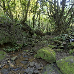 苔藓森林 Mossy Forest